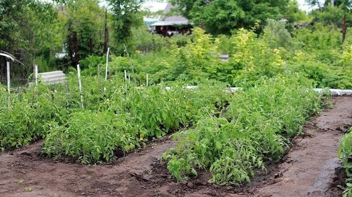 Можно ли разводить кур на приусадебном участке - вопрос, требующий ответа.